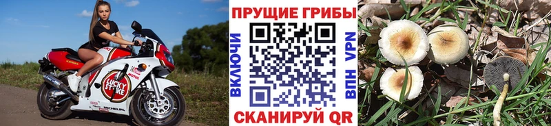Псилоцибиновые грибы MAGIC MUSHROOMS Динская